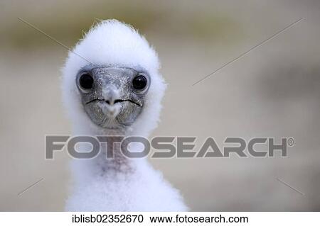 "Young Nazca Booby (Sula dactylatra granti), Genovesa Island, Galapagos Islands, UNESCO World Natural Heritage Site, Ecuador, South America" View Large Photo Image Stock Image - "Young Nazca Booby (Sula dactylatra granti), Genovesa Island, Galapagos Islands, UNESCO World Natural Heritage Site, Ecuador, South America". Fotosearch