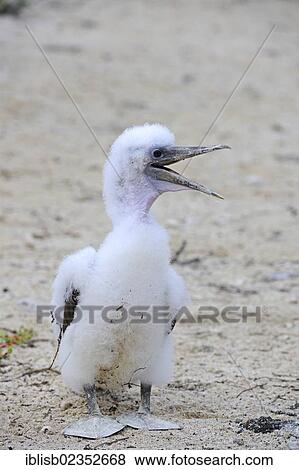 "Young Nazca Booby (Sula dactylatra granti), Genovesa Island, Galapagos Islands, UNESCO World Natural Heritage Site, Ecuador, South America" View Large Photo Image Stock Photo - "Young Nazca Booby (Sula dactylatra granti), Genovesa Island, Galapagos Islands, UNESCO World Natural Heritage Site, Ecuador, South America". Fotosearch
