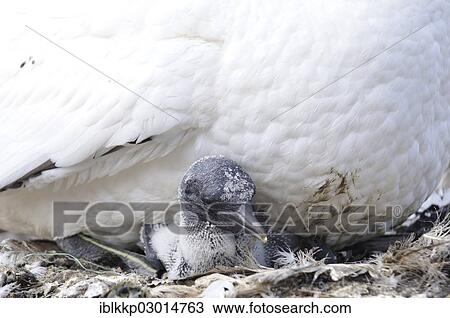 "Young Northern Gannet (Morus bassanus) being warmed by its mother, Bass Rock, Dunbar, Scotland, United Kingdom, Europe" View Large Photo Image Stock Image - "Young Northern Gannet (Morus bassanus) being warmed by its mother, Bass Rock, Dunbar, Scotland, United Kingdom, Europe". Fotosearch