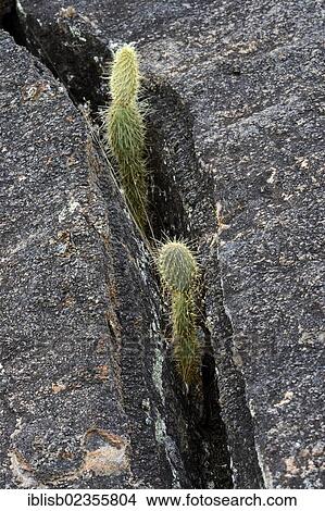 "Young opuntias or Prickly Pears (Opuntia echios) growing in crevices, Isabela Island, Galapagos Islands, UNESCO World Heritage Site, Ecuador, South America" View Large Photo Image Picture - "Young opuntias or Prickly Pears (Opuntia echios) growing in crevices, Isabela Island, Galapagos Islands, UNESCO World Heritage Site, Ecuador, South America". Fotosearch