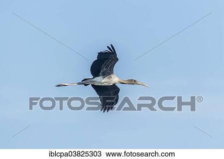 Stock Image - "Young Painted Stork (Mycteria leucocephala) in flight, Keoladeo National Park, Rajasthan, India, Asia". Fotosearch