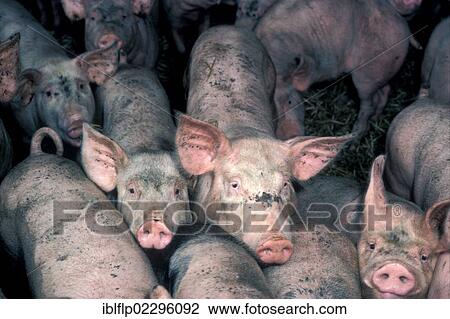 Young pigs in pig farm View Large Photo Image Stock Image - Young pigs in pig farm. Fotosearch