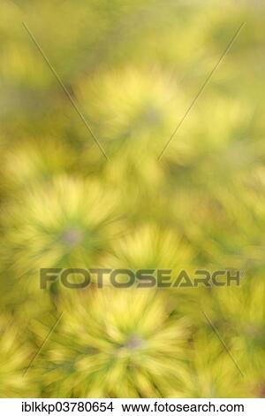 "Young pine (Pinus sylvestris), detail, abstract, Brandenburg, Germany, Europe" View Large Photo Image Picture - "Young pine (Pinus sylvestris), detail, abstract, Brandenburg, Germany, Europe". Fotosearch