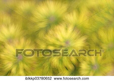 "Young pine (Pinus sylvestris), detail, abstract, Brandenburg, Germany, Europe" View Large Photo Image Stock Image - "Young pine (Pinus sylvestris), detail, abstract, Brandenburg, Germany, Europe". Fotosearch