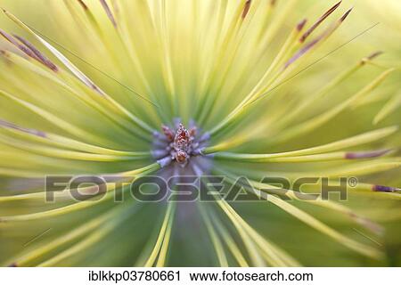 "Young pine (Pinus sylvestris), Detail, Brandenburg, Germany, Europe" View Large Photo Image Stock Image - "Young pine (Pinus sylvestris), Detail, Brandenburg, Germany, Europe". Fotosearch