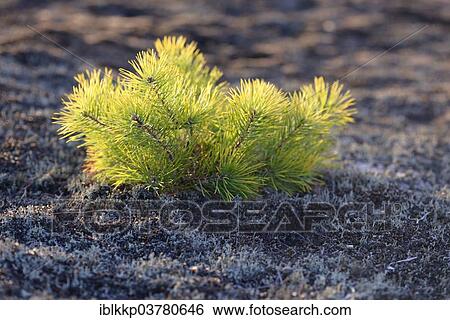 "Young pine (Pinus sylvestris) on the heath, Brandenburg, Germany, Europe" View Large Photo Image Stock Photograph - "Young pine (Pinus sylvestris) on the heath, Brandenburg, Germany, Europe". Fotosearch
