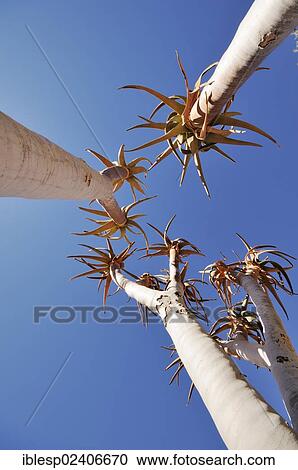 "Young quiver tree or Kokerboom (Aloe dichotoma), Namibia, Africa" View Large Photo Image Stock Image - "Young quiver tree or Kokerboom (Aloe dichotoma), Namibia, Africa". Fotosearch