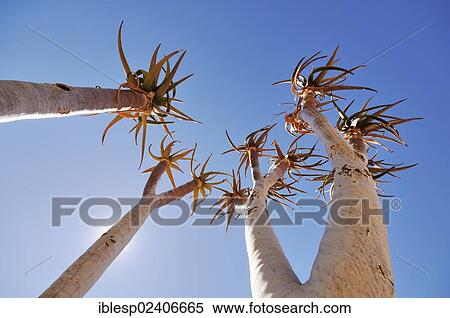 Stock Photography - "Young quiver tree or Kokerboom (Aloe dichotoma) against a blue sky, Namibia, Africa". Fotosearch