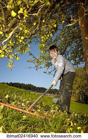 Young raking windfall View Large Photo Image Stock Image - Young raking windfall. Fotosearch