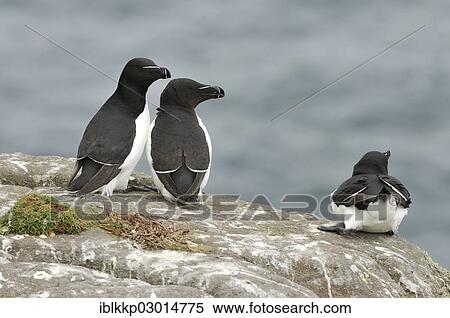 "Young Razorbills (Alca torda) on a cliff above the sea, Handa Island, Scotland, United Kingdom, Europe" View Large Photo Image Stock Photography - "Young Razorbills (Alca torda) on a cliff above the sea, Handa Island, Scotland, United Kingdom, Europe". Fotosearch