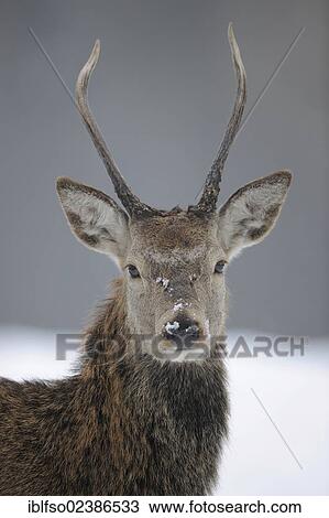 Stock Image - "Young Red Deer (Cervus elaphus) with brocket antlers and its winter coat, portrait, state game reserve, Lower Saxony, Germany, Europe". Fotosearch