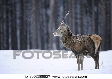 "Young Red Deer (Cervus elaphus) with brocket antlers and its winter coat during snowfall, state game reserve, Lower Saxony, Germany, Europe" View Large Photo Image Stock Photo - "Young Red Deer (Cervus elaphus) with brocket antlers and its winter coat during snowfall, state game reserve, Lower Saxony, Germany, Europe". Fotosearch