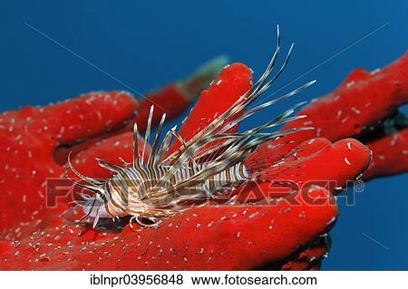 "Young Red lionfish (Pterois volitans) on Toxic finger-sponge (Negombata magnifica), Makadi Bay, Red Sea, Hurghada, Egypt, Africa" View Large Photo Image Stock Photo - "Young Red lionfish (Pterois volitans) on Toxic finger-sponge (Negombata magnifica), Makadi Bay, Red Sea, Hurghada, Egypt, Africa". Fotosearch