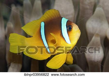 "Young Red Sea clownfish (Amphiprion bicinctus) in front of Anemone, Makadi Bay, Red Sea, Hurghada, Egypt, Africa" View Large Photo Image Stock Image - "Young Red Sea clownfish (Amphiprion bicinctus) in front of Anemone, Makadi Bay, Red Sea, Hurghada, Egypt, Africa". Fotosearch