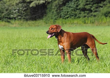 "Young Rhodesian Ridgeback dog standing on a meadow, Germany, Europe" View Large Photo Image Stock Image - "Young Rhodesian Ridgeback dog standing on a meadow, Germany, Europe". Fotosearch