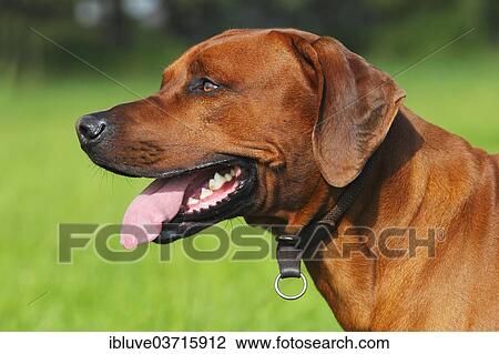 Stock Image - "Young Rhodesian Ridgeback dog, portrait, Germany, Europe". Fotosearch