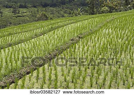 "Young rice plants in the paddy field, Sidemen, Bali, Indonesia, Asia" View Large Photo Image Stock Photo - "Young rice plants in the paddy field, Sidemen, Bali, Indonesia, Asia". Fotosearch