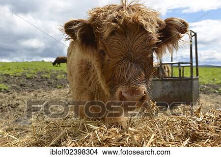 "Young Scottish Highland cow or Kyloe, Scotland, United Kingdom, Europe" View Large Photo Image Picture - "Young Scottish Highland cow or Kyloe, Scotland, United Kingdom, Europe". Fotosearch