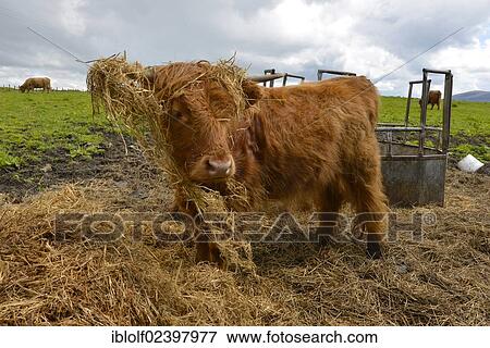 "Young Scottish Highland cow or Kyloe, Scotland, United Kingdom, Europe" View Large Photo Image Stock Photo - "Young Scottish Highland cow or Kyloe, Scotland, United Kingdom, Europe". Fotosearch
