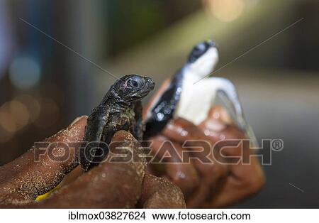 "Young Sea Turtles (Cheloniidae) in a breeding station near Kosgoda, Hegalla Piyagama Region, Southern Province, Sri Lanka, Asia" View Large Photo Image Picture - "Young Sea Turtles (Cheloniidae) in a breeding station near Kosgoda, Hegalla Piyagama Region, Southern Province, Sri Lanka, Asia". Fotosearch