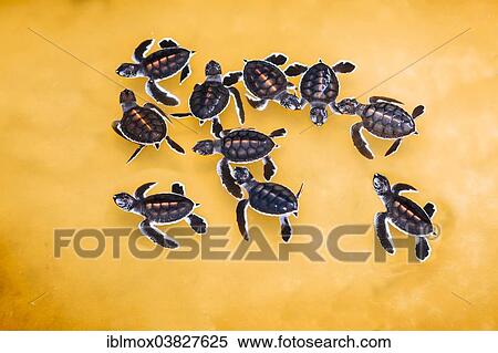 Stock Photography - "Young Sea Turtles (Cheloniidae) in a breeding station near Kosgoda, Hegalla Piyagama Region, Southern Province, Sri Lanka, Asia". Fotosearch