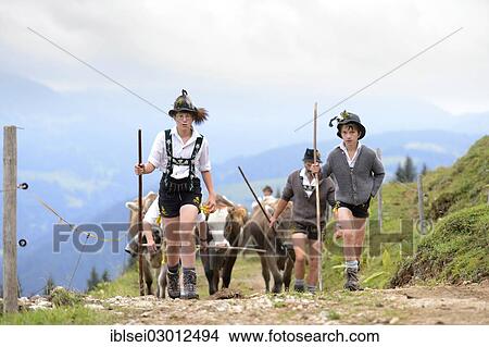 Picture - "Young shepherds with a herd of cattle during the Viehscheid cattle drive, Gunzesried, Allgau, Bavaria, Germany, Europe". Fotosearch