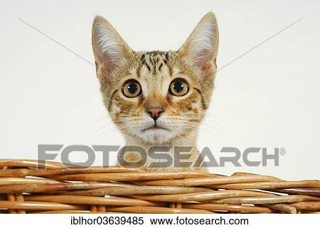 Stock Photography - Young Siamese-Bengal cat. Fotosearch