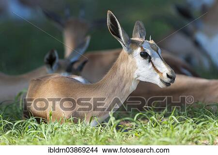 "Young Springbok (Antidorcas marsupialis) lying in the grass, Kgalagadi Transfrontier Park, Northern Cape, South Africa, Africa" View Large Photo Image Picture - "Young Springbok (Antidorcas marsupialis) lying in the grass, Kgalagadi Transfrontier Park, Northern Cape, South Africa, Africa". Fotosearch