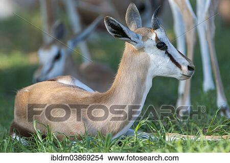 "Young Springbok (Antidorcas marsupialis) lying in the grass, Kgalagadi Transfrontier Park, Northern Cape, South Africa, Africa" View Large Photo Image Picture - "Young Springbok (Antidorcas marsupialis) lying in the grass, Kgalagadi Transfrontier Park, Northern Cape, South Africa, Africa". Fotosearch