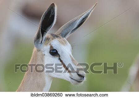 "Young Springbok (Antidorcas marsupialis), Kgalagadi Transfrontier Park, Northern Cape, South Africa, Africa" View Large Photo Image Stock Image - "Young Springbok (Antidorcas marsupialis), Kgalagadi Transfrontier Park, Northern Cape, South Africa, Africa". Fotosearch