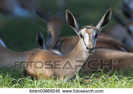 "Young Springbok (Antidorcas marsupialis) lying in the grass, Kgalagadi Transfrontier Park, Northern Cape, South Africa, Africa" View Large Photo Image Stock Photo - "Young Springbok (Antidorcas marsupialis) lying in the grass, Kgalagadi Transfrontier Park, Northern Cape, South Africa, Africa". Fotosearch