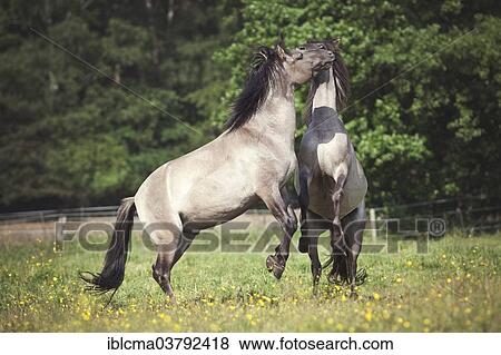 "Young stallions, Konik or Polish wild horses" View Large Photo Image Stock Photo - "Young stallions, Konik or Polish wild horses". Fotosearch