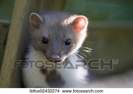 Picture - "Young stone marten, beech marten or white breasted marten (Martes foina), Tyrol, Austria, Europe". Fotosearch