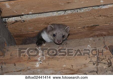 "Young stone marten, beech marten or white breasted marten (Martes foina) looking down from the beam of a barn, Tyrol, Austria, Europe" View Large Photo Image Picture - "Young stone marten, beech marten or white breasted marten (Martes foina) looking down from the beam of a barn, Tyrol, Austria, Europe". Fotosearch
