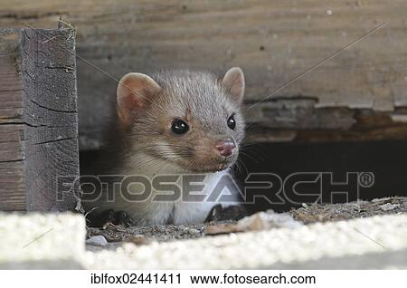 "Young stone marten, beech marten or white breasted marten (Martes foina) looking out from under a wooden shed, Tyrol, Austria, Europe" View Large Photo Image Stock Image - "Young stone marten, beech marten or white breasted marten (Martes foina) looking out from under a wooden shed, Tyrol, Austria, Europe". Fotosearch