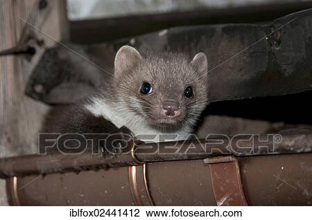 "Young stone marten, beech marten or white breasted marten (Martes foina) lying in a roof gutter, Tyrol, Austria, Europe" View Large Photo Image Stock Image - "Young stone marten, beech marten or white breasted marten (Martes foina) lying in a roof gutter, Tyrol, Austria, Europe". Fotosearch
