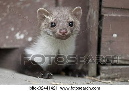 white marten