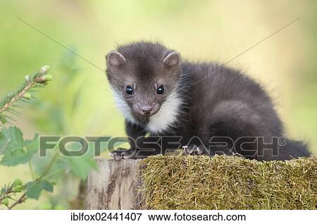 "Young stone marten, beech marten or white breasted marten (Martes foina) on a mossy tree stump, Tyrol, Austria, Europe" View Large Photo Image Stock Photo - "Young stone marten, beech marten or white breasted marten (Martes foina) on a mossy tree stump, Tyrol, Austria, Europe". Fotosearch