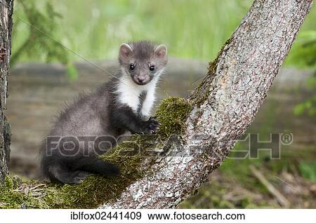 "Young stone marten, beech marten or white breasted marten (Martes foina) perched on a mossy tree trunk, Tyrol, Austria, Europe" View Large Photo Image Stock Photo - "Young stone marten, beech marten or white breasted marten (Martes foina) perched on a mossy tree trunk, Tyrol, Austria, Europe". Fotosearch