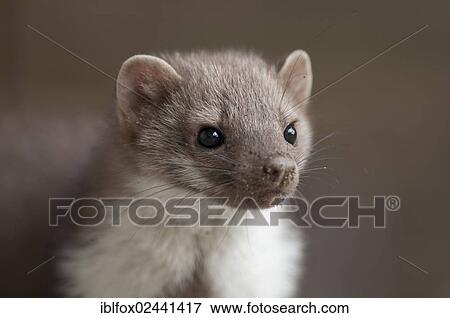 "Young stone marten, beech marten or white breasted marten (Martes foina), portrait, Tyrol, Austria, Europe" View Large Photo Image Stock Photo - "Young stone marten, beech marten or white breasted marten (Martes foina), portrait, Tyrol, Austria, Europe". Fotosearch