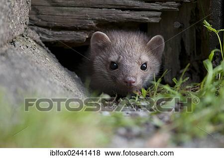 Stock Photo - "Young stone marten, beech marten or white breasted marten (Martes foina) looking out from under a wooden shed, Tyrol, Austria, Europe". Fotosearch