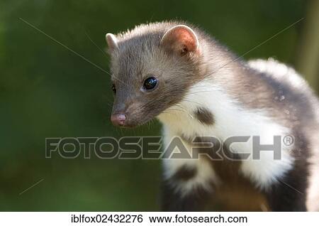 "Young stone marten, beech marten or white breasted marten (Martes foina), Tyrol, Austria, Europe" View Large Photo Image Stock Photograph - "Young stone marten, beech marten or white breasted marten (Martes foina), Tyrol, Austria, Europe". Fotosearch