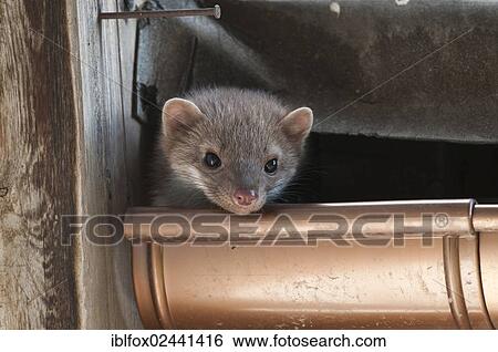 "Young stone marten, beech marten or white breasted marten (Martes foina) looking out of a roof gutter, Tyrol, Austria, Europe" View Large Photo Image Stock Photograph - "Young stone marten, beech marten or white breasted marten (Martes foina) looking out of a roof gutter, Tyrol, Austria, Europe". Fotosearch