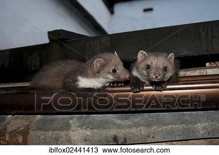 Stock Image - "Young stone martens, beech martens or white breasted martens (Martes foina) lying in a roof gutter, Tyrol, Austria, Europe". Fotosearch