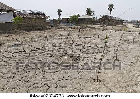 "Young trees, dry, salty ground, Cyclone Aila flooded the town of Gabura in 2009, Sundabarns, Khulna District, Bangladesh, South Asia, Asia" View Large Photo Image Stock Image - "Young trees, dry, salty ground, Cyclone Aila flooded the town of Gabura in 2009, Sundabarns, Khulna District, Bangladesh, South Asia, Asia". Fotosearch