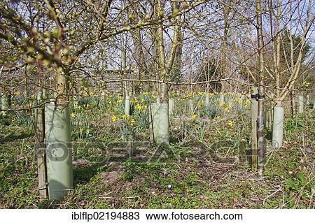 "Young trees protected with plastic sleeves, with Wild Daffodil (Narcissus pseudonarcissus) flowering, Micklemere Nature Reserve, Pakenham, Suffolk, England, United Kingdom, Europe" View Large Photo Image Stock Image - "Young trees protected with plastic sleeves, with Wild Daffodil (Narcissus pseudonarcissus) flowering, Micklemere Nature Reserve, Pakenham, Suffolk, England, United Kingdom, Europe". Fotosearch