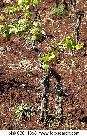 "Young vines of the variety Teran in a vineyard with mineral-bearing red clay near Barban, Istria, Croatia, Europe, Barban, Croatia, Europe" View Large Photo Image Stock Photo - "Young vines of the variety Teran in a vineyard with mineral-bearing red clay near Barban, Istria, Croatia, Europe, Barban, Croatia, Europe". Fotosearch