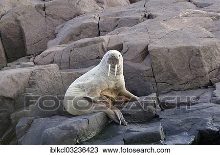 "Young Walrus (Odobenus rosmarus) on rocks near the shore, Sorporten, Pescheloya, Bastianoyane, Svalbard Archipelago, Svalbard and Jan Mayen, Norway, Europe" View Large Photo Image Stock Image - "Young Walrus (Odobenus rosmarus) on rocks near the shore, Sorporten, Pescheloya, Bastianoyane, Svalbard Archipelago, Svalbard and Jan Mayen, Norway, Europe". Fotosearch