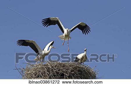 "Young White Storks (Ciconia ciconia) on a nest, Schleswig-Holstein, Germany, Europe" View Large Photo Image Stock Image - "Young White Storks (Ciconia ciconia) on a nest, Schleswig-Holstein, Germany, Europe". Fotosearch