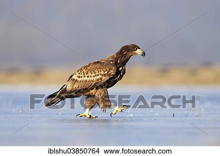 "Young White-tailed Eagle (Haliaeetus albicilla), on foot on ice, Poland, Europe" View Large Photo Image Picture - "Young White-tailed Eagle (Haliaeetus albicilla), on foot on ice, Poland, Europe". Fotosearch